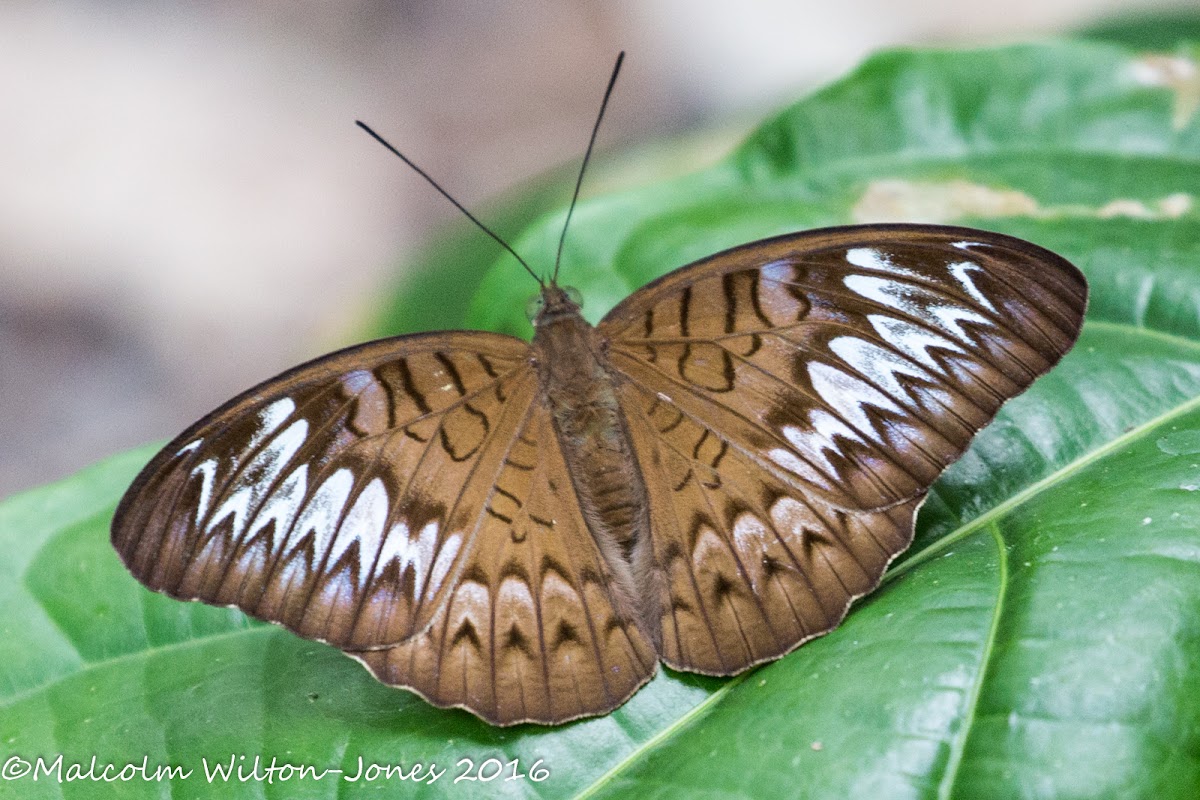 Malay Viscount