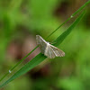 Idaea deversaria