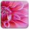 Item logo image for Pinkest Flower