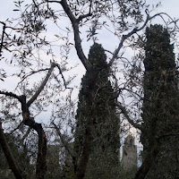 Tra gli alberi di 