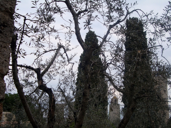 Tra gli alberi di elisaiotti