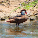 White-cheeked pintail