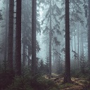 Into the Forest Chrome extension download