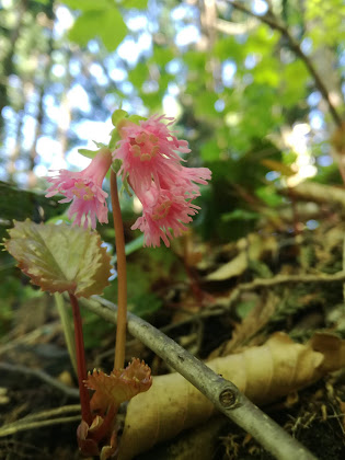 イワウチワ 花の名前の由来 そしてイワカガミとの違いは Dr K 山岳グルメ登山ブログ In 新潟