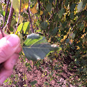 Young's weeping birch