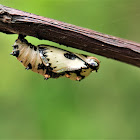 Common Leopard  butterfly