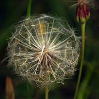 Sfera naturale di 