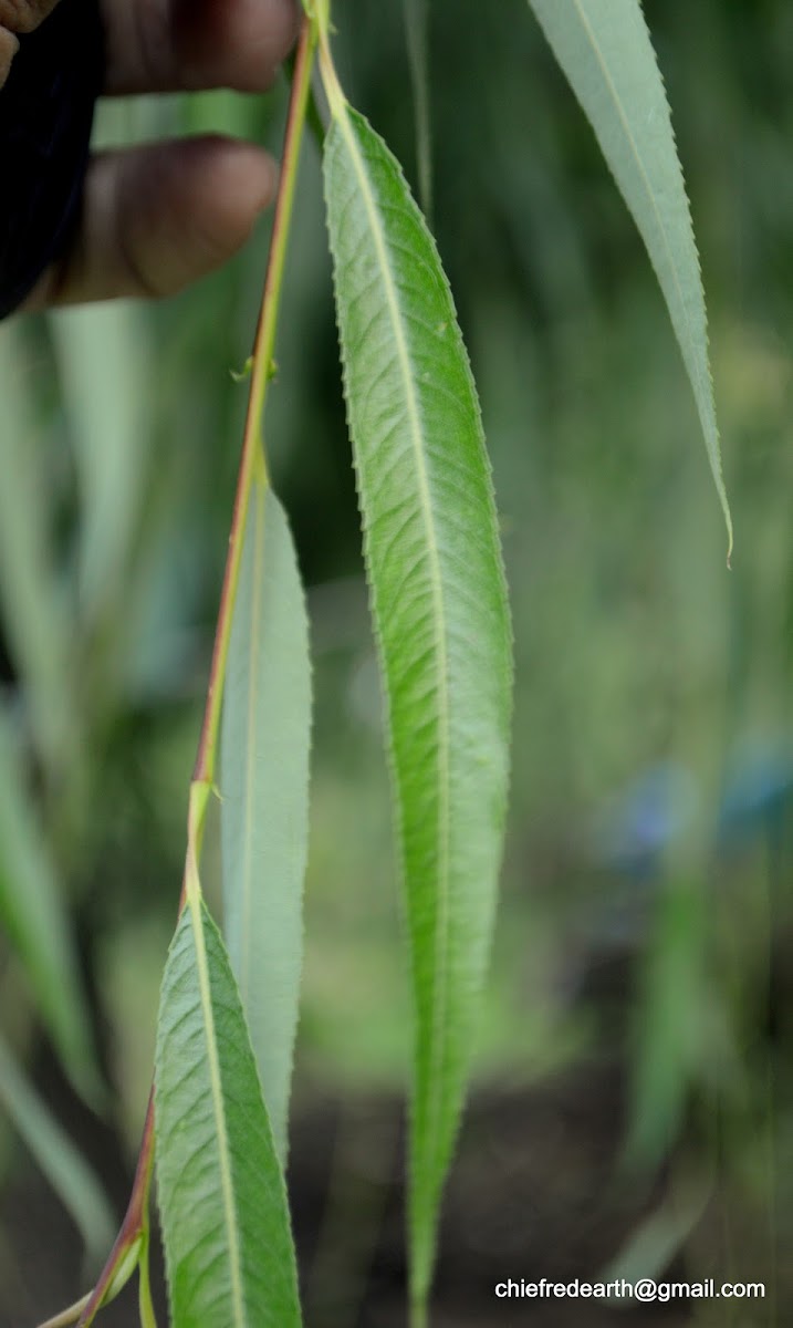 Babylon willow or weeping willow