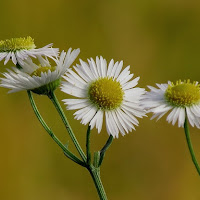 Bellezza in fiore di 