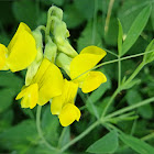 Meadow vetchling