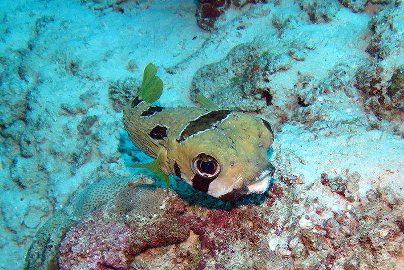 Black-blotched porcupinefish