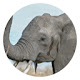 Elephant pop animal HD new tab page theme