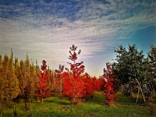 arcobaleno  dell bosco di Liliana H.