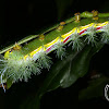 Saturnid caterpillar