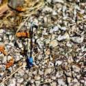 Blue Fronted Dancer Damselfly