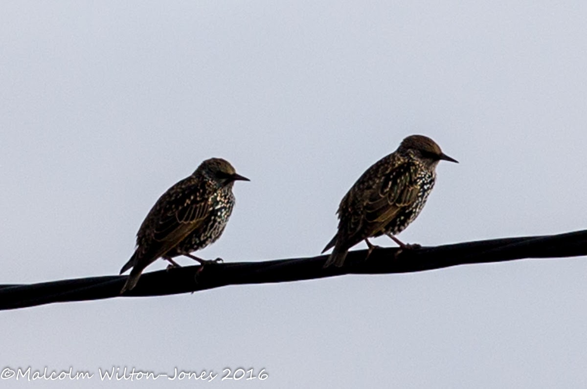 Starling; Estornino Pinto