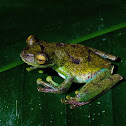 Palm Treefrog