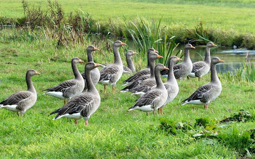 Gaggle