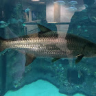 Tarpon