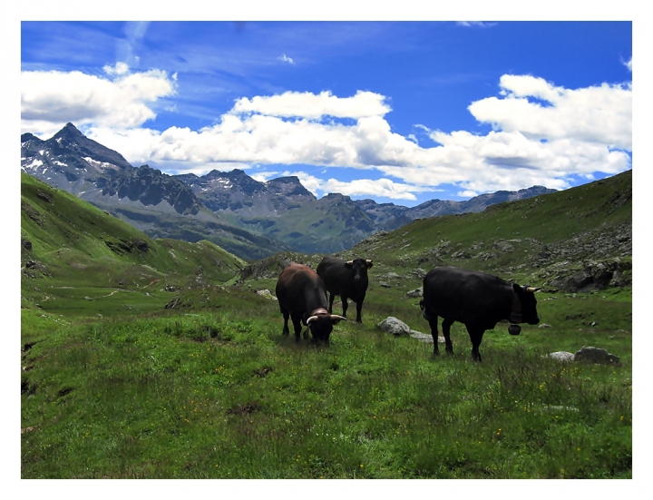 ANIMALI IN LIBERTA' di lonni