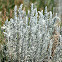 White Sagebrush