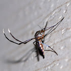 White-footed Mosquito (Female)