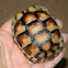 Baby marginated tortoise