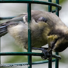 Blue Tit