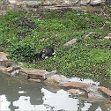 Muscovy Duck