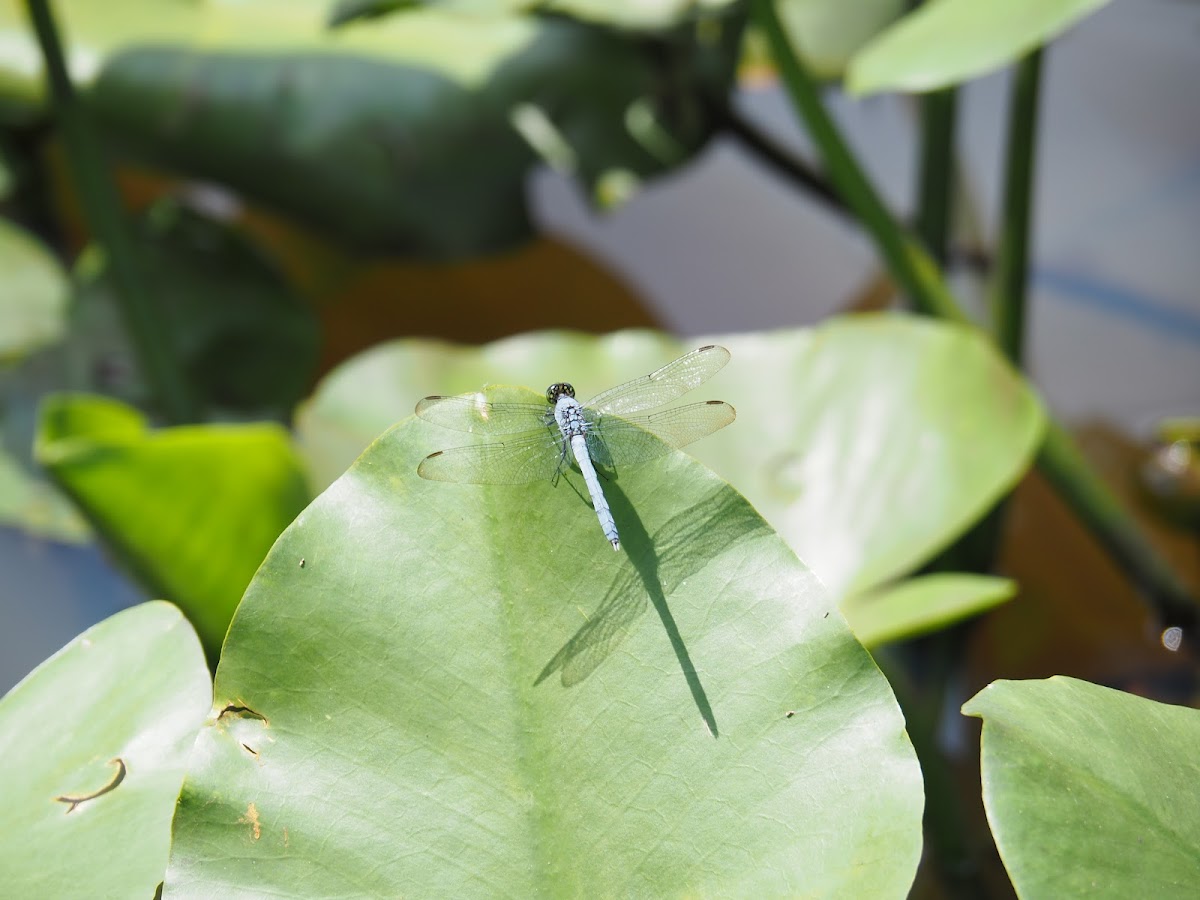 Slaty Skimmer Dragon Fly