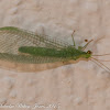 Green Lacewing