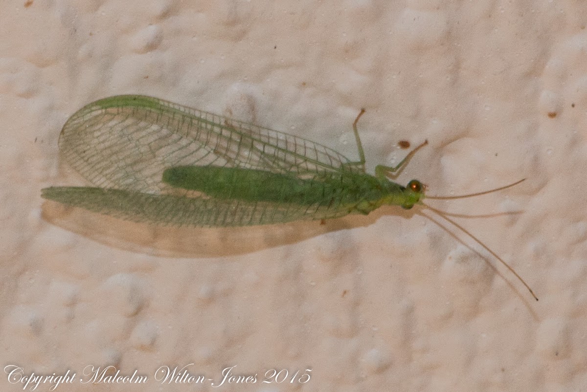 Green Lacewing