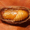 Megalopyge pupae