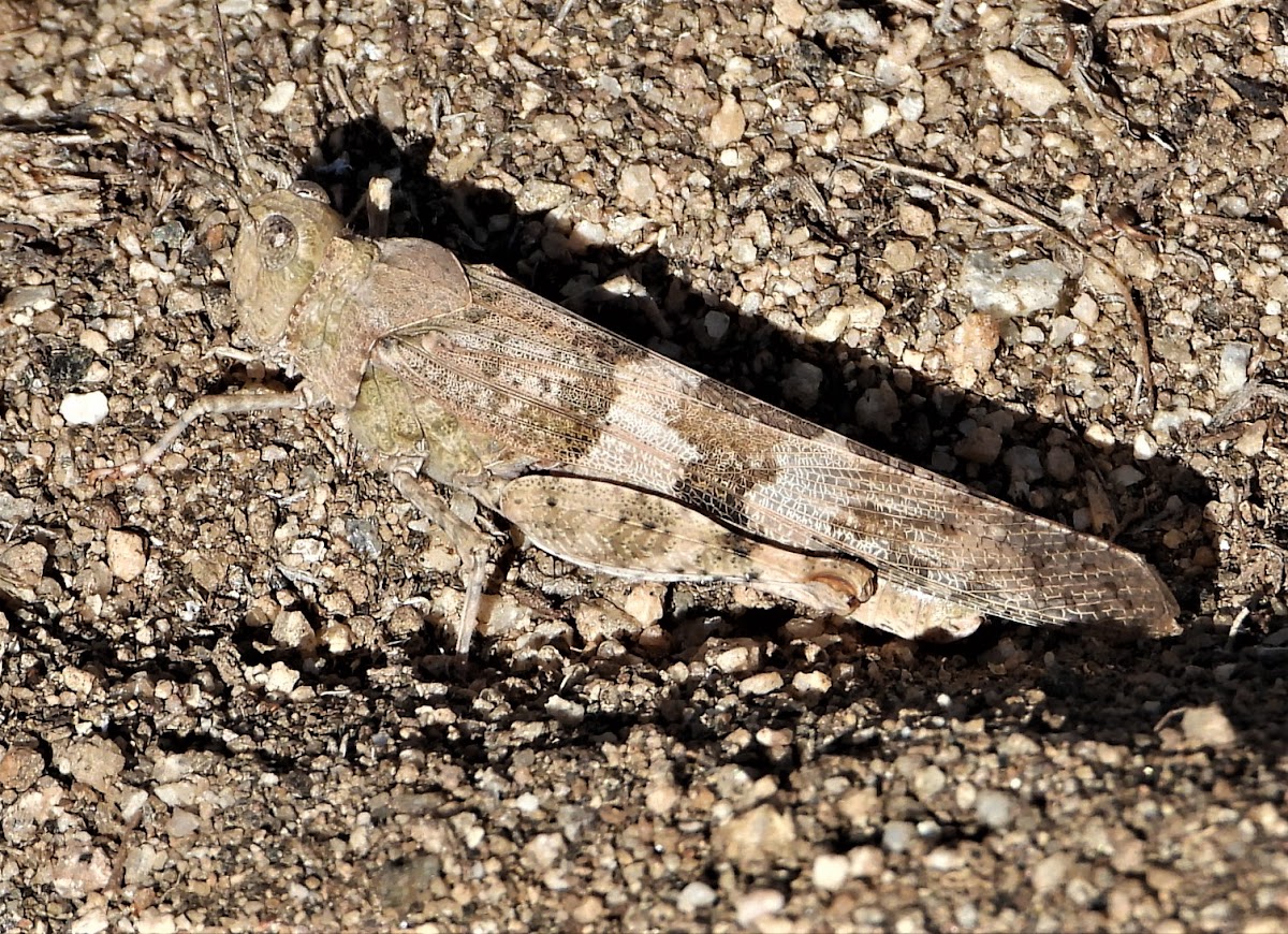 Pallid-winged grasshopper