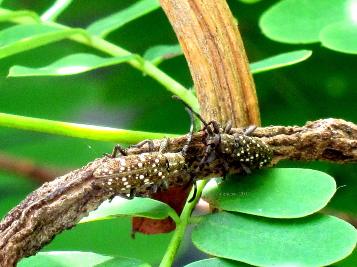 Flat-faced Longhorn Beetle