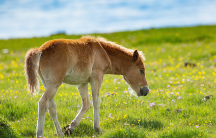 Pony small promo image