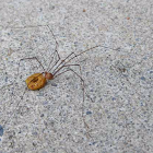 Cellar Spider