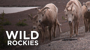 Wild Rockies thumbnail