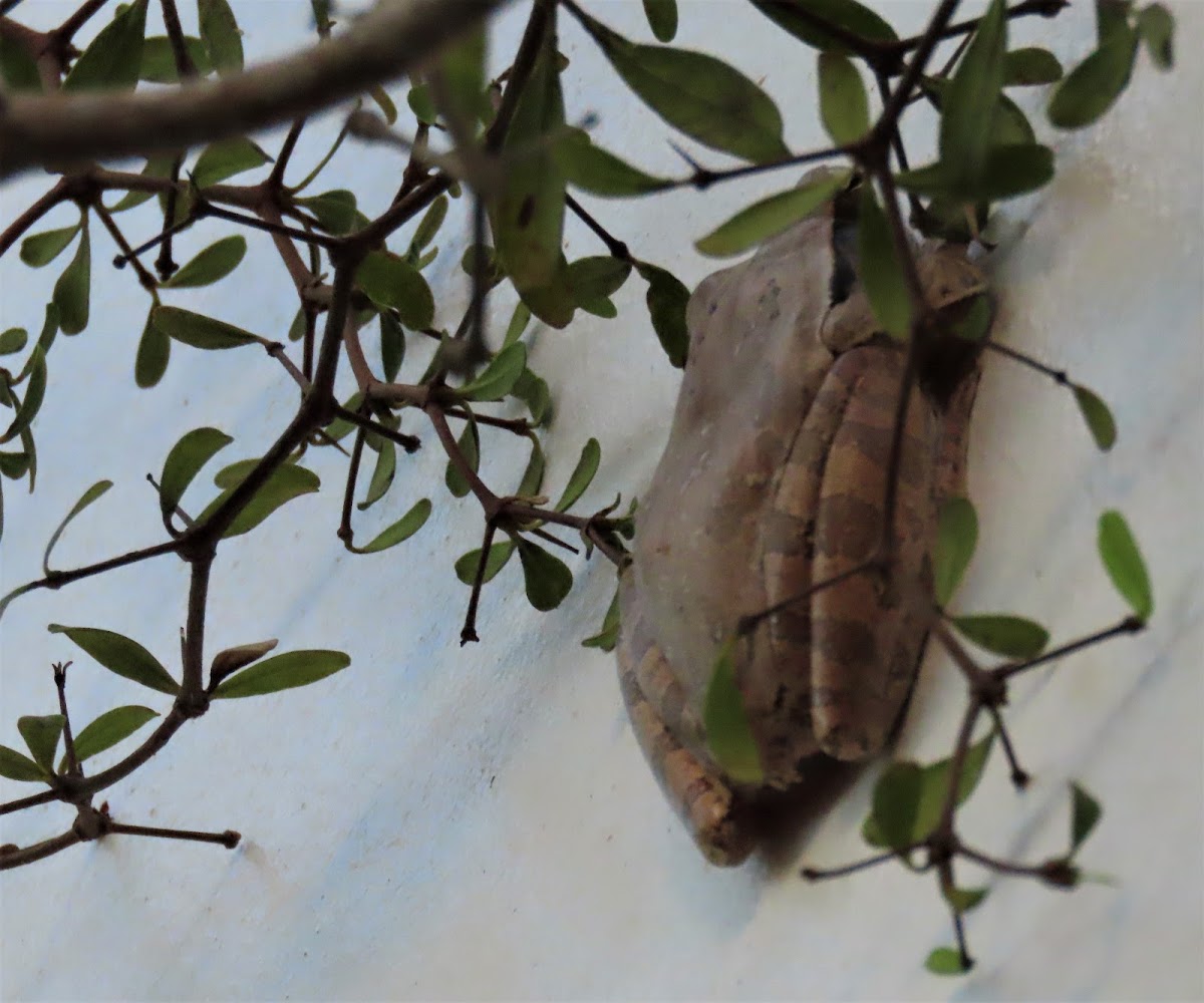 Common Tree Frog