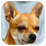 Dog Barking Sounds 1.2 Icon