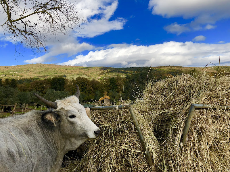 Maremma di Dama