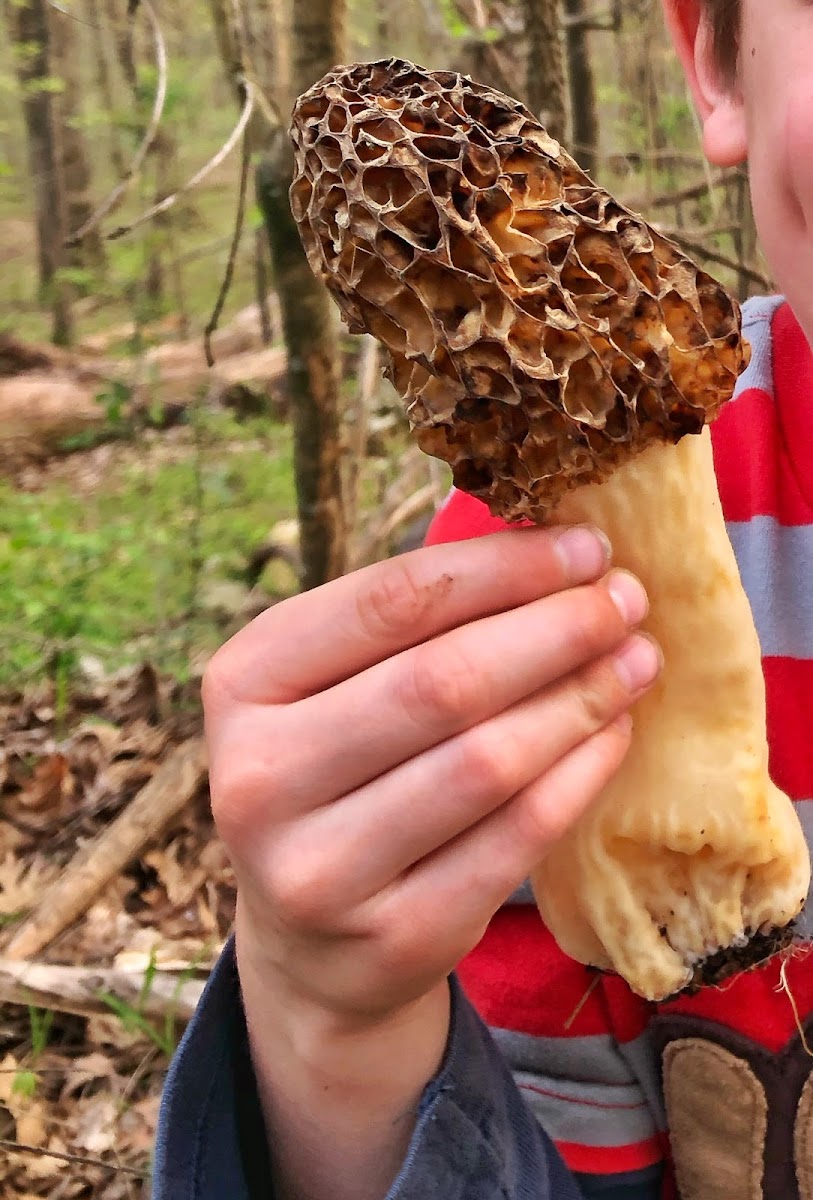 Morel  mushroom