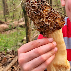 Morel  mushroom