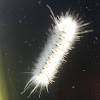 Hickory Tussock Moth