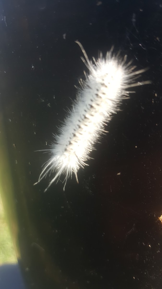 Hickory Tussock Moth