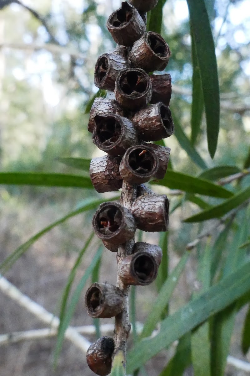 Bottlebrush