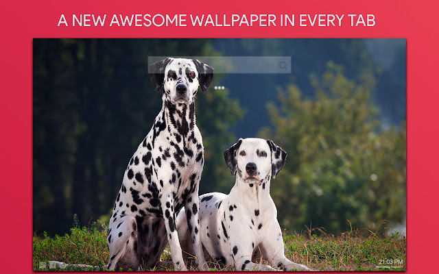 Dalmatian Wallpaper HD Custom New Tab