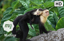 My Monkeys HD Wallpapers New Tab small promo image