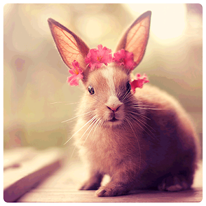 Cute Rabbit wallpapers.apk 1.1.5