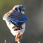 American Kestrel